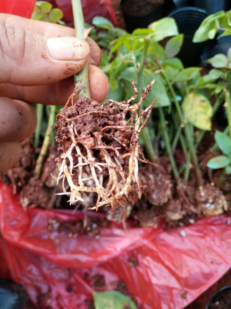 食用玫瑰苗10~20cm高，花期长，一年四季都在开花，