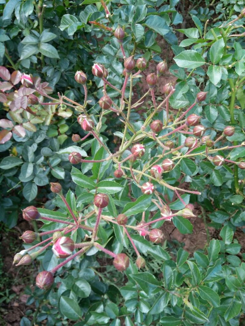 食用玫瑰苗10~20cm高，花期长，一年四季都在开花，
