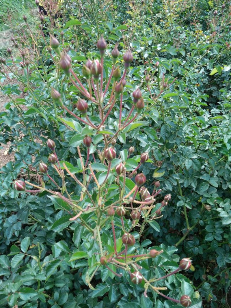 食用玫瑰苗10~20cm高，花期长，一年四季都在开花，