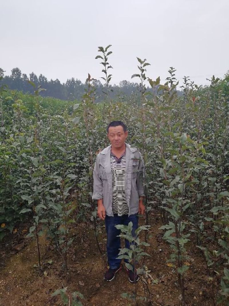 全红梨苗0.8~3cm100~150cm