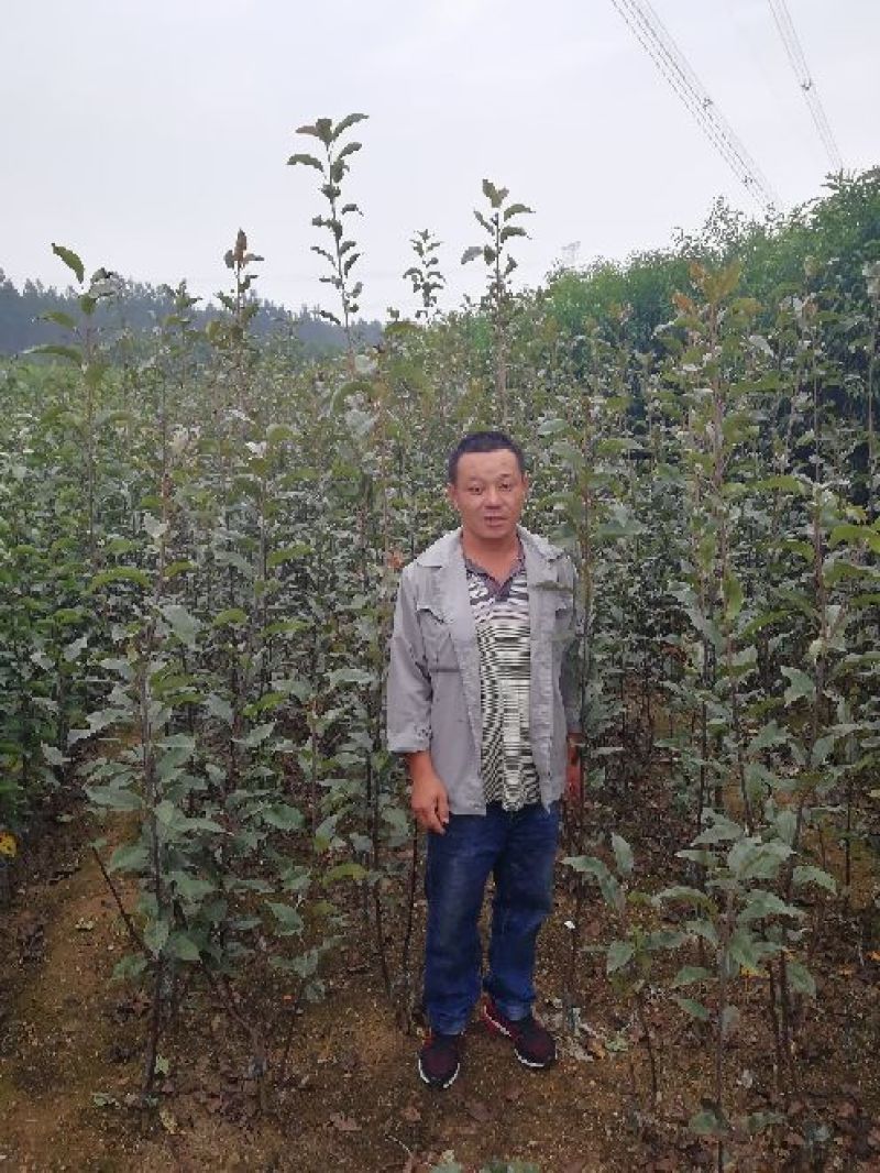全红梨苗0.8~3cm100~150cm
