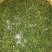 辣木茶特级