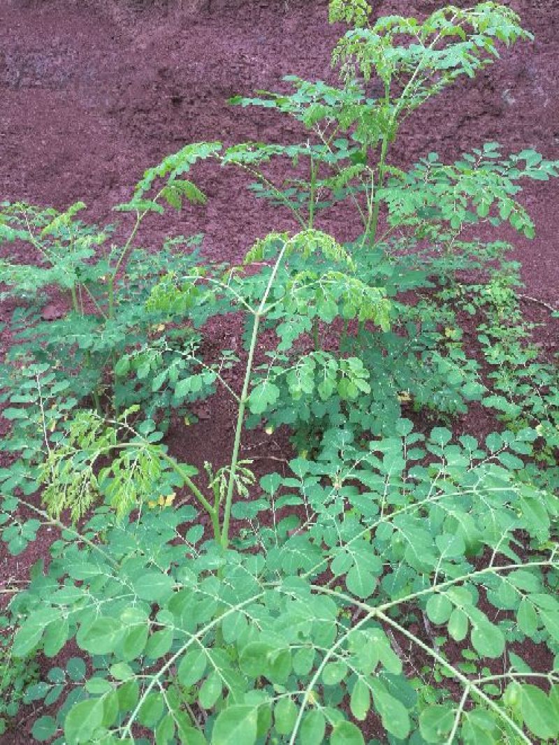 辣木茶特级