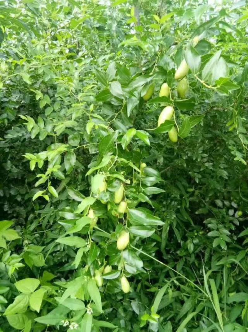冬枣树苗80~110cm一年苗二年苗三年苗保品种