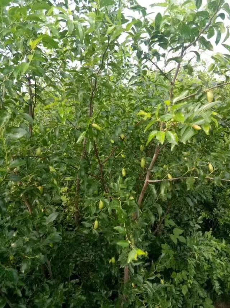 冬枣树苗80~110cm一年苗二年苗三年苗保品种