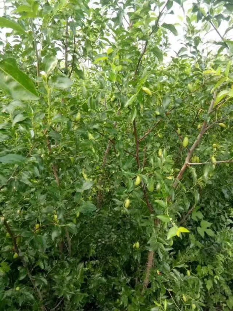 冬枣树苗80~110cm一年苗二年苗三年苗保品种