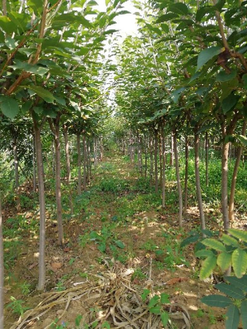 樱花树苗1一20公分以上苗二年苗三年苗无纺布球量大从优