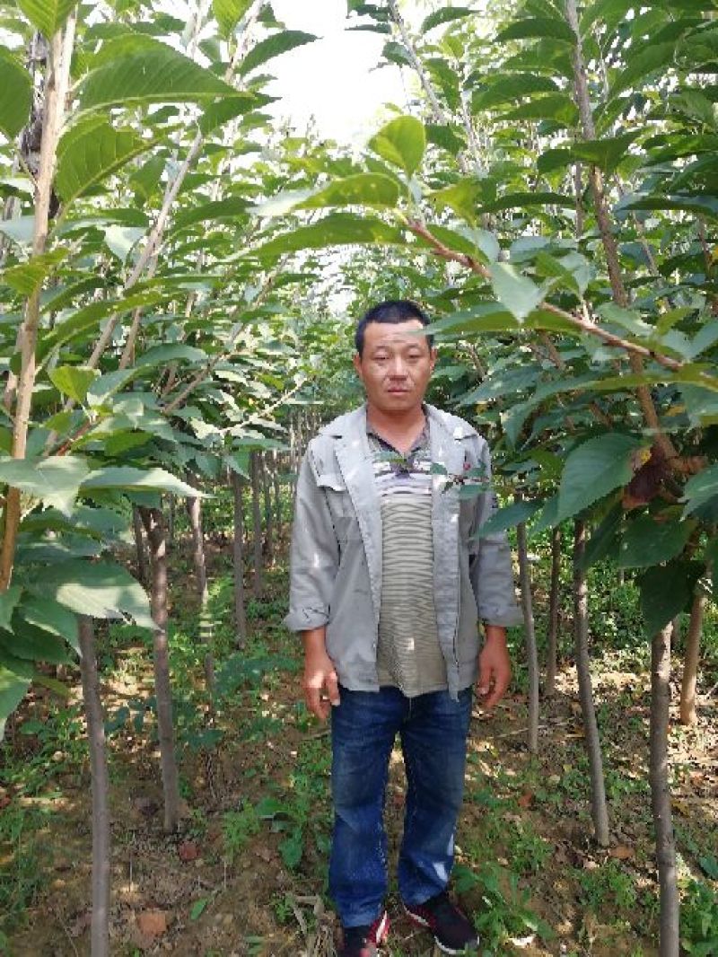 樱花树苗1一20公分以上苗二年苗三年苗无纺布球量大从优