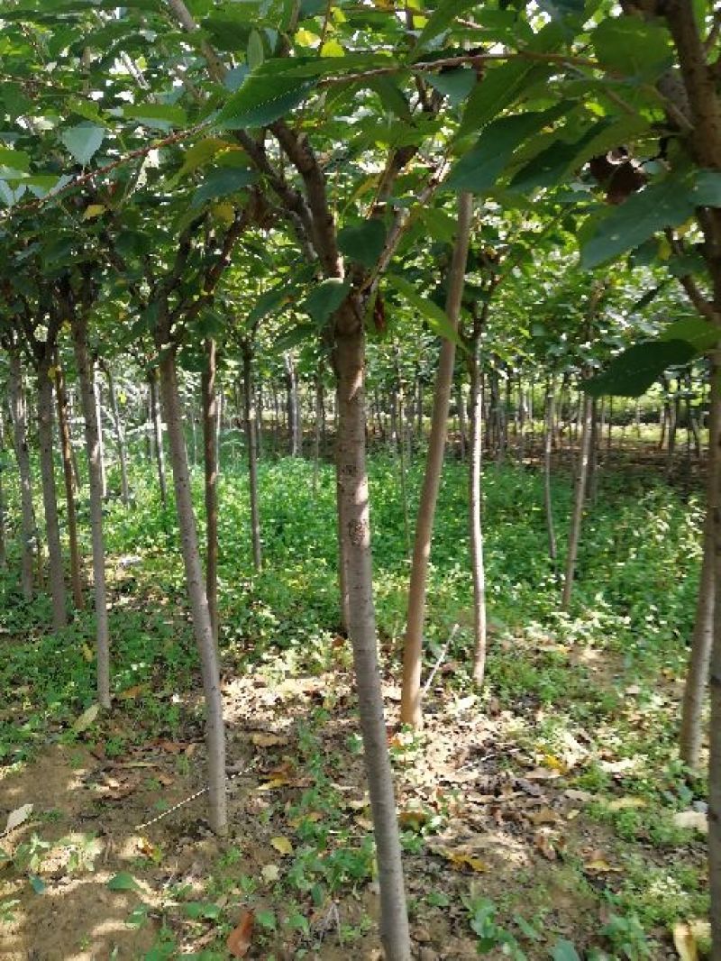樱花树苗1一20公分以上苗二年苗三年苗无纺布球量大从优