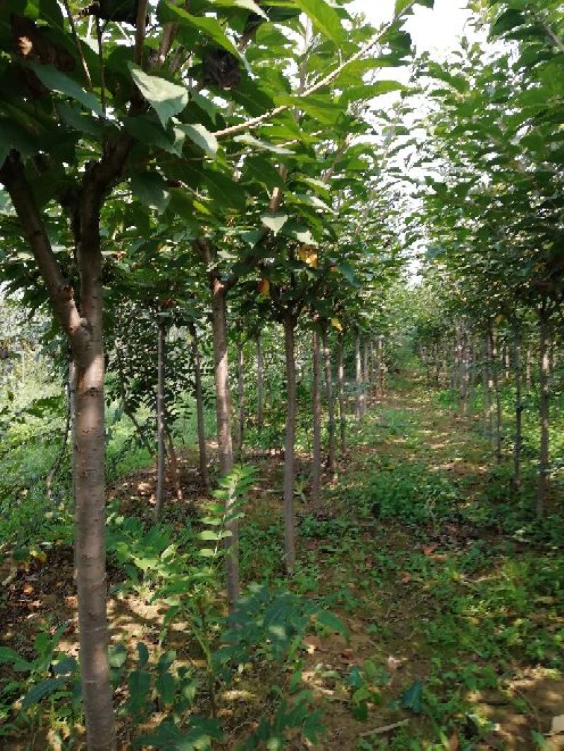 樱花树苗1一20公分以上苗二年苗三年苗无纺布球量大从优