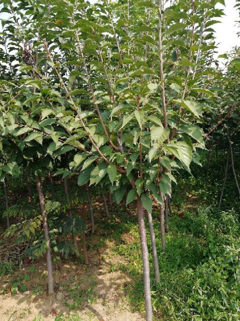 樱花树苗1一20公分以上苗二年苗三年苗无纺布球量大从优