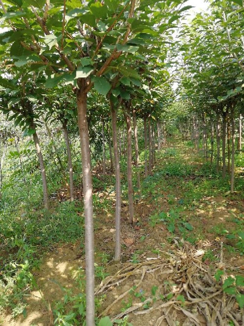 樱花树苗1一20公分以上苗二年苗三年苗无纺布球量大从优