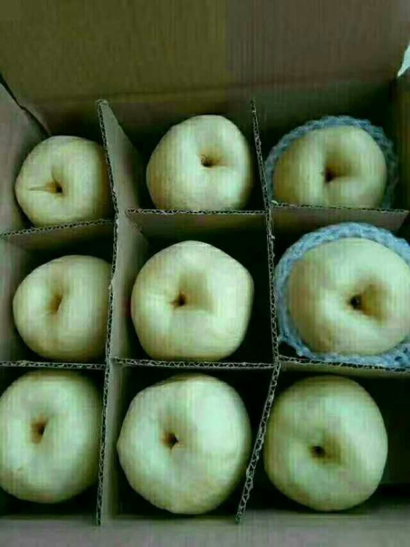 酥梨已经大量上市，货源充足，车随到随装
