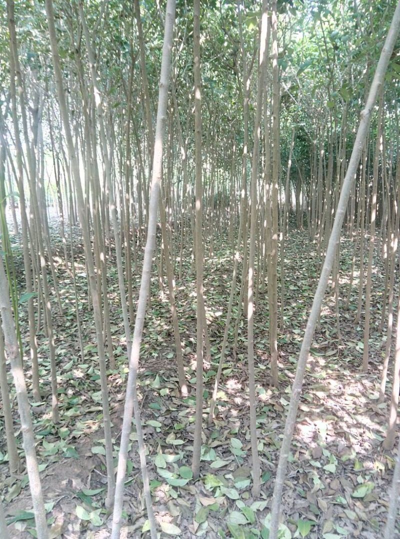大叶女贞苗80cm以上可以直接定植苗圃
