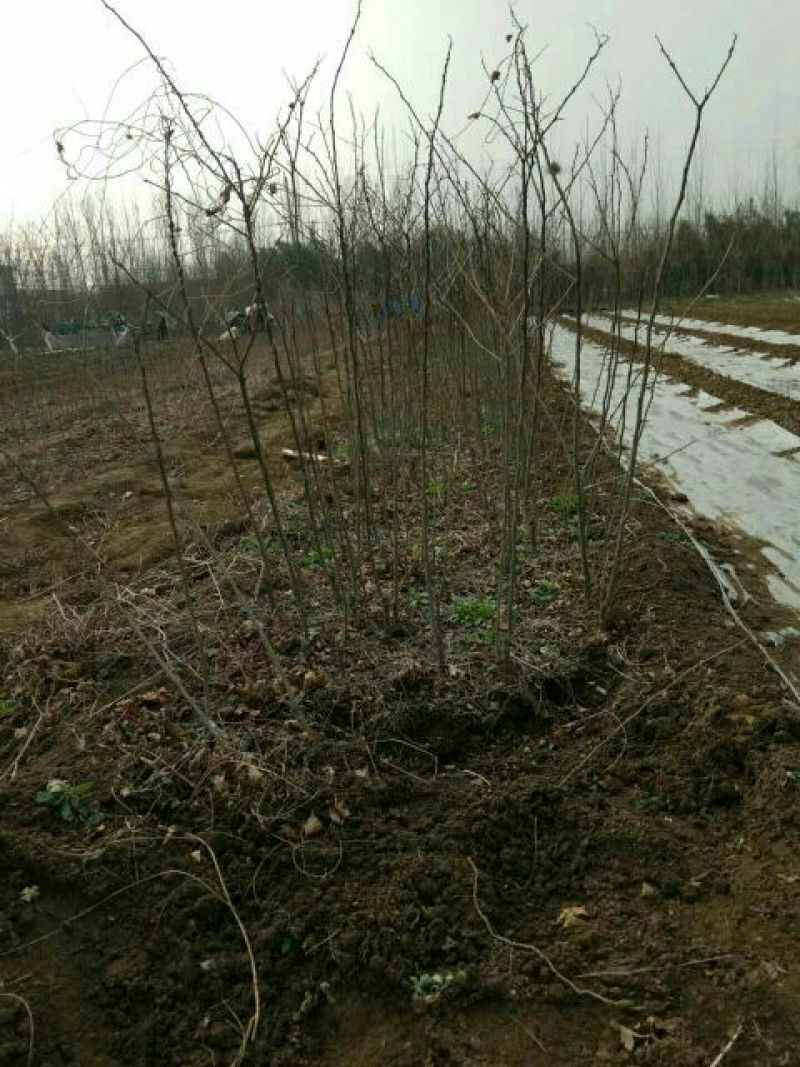 皂角树苗80~100cm