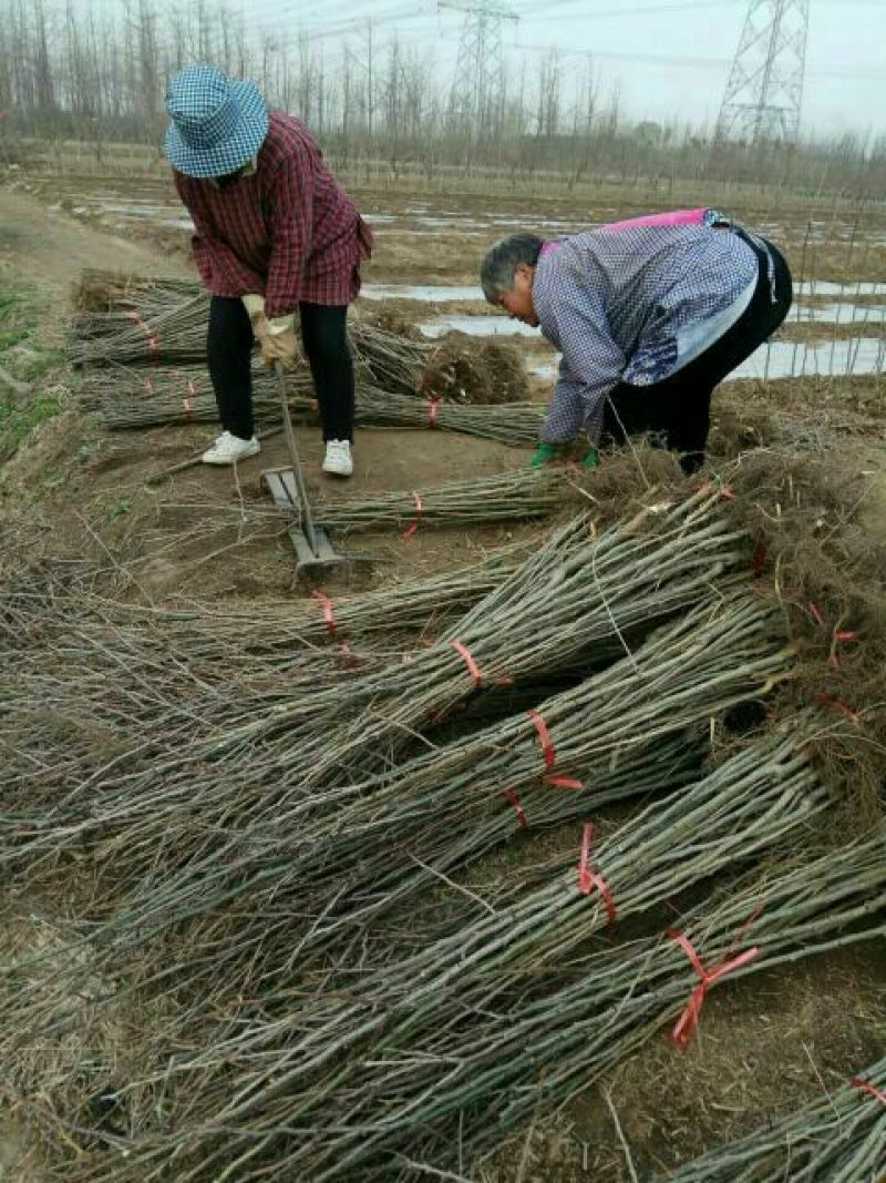 皂角树苗80~100cm