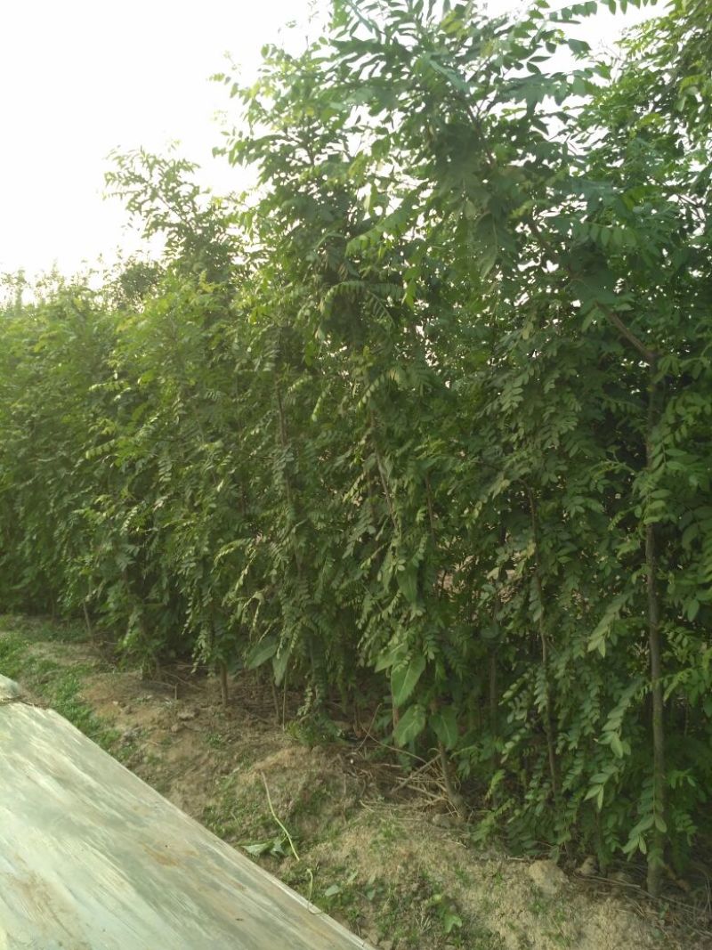 皂角树苗80~100cm