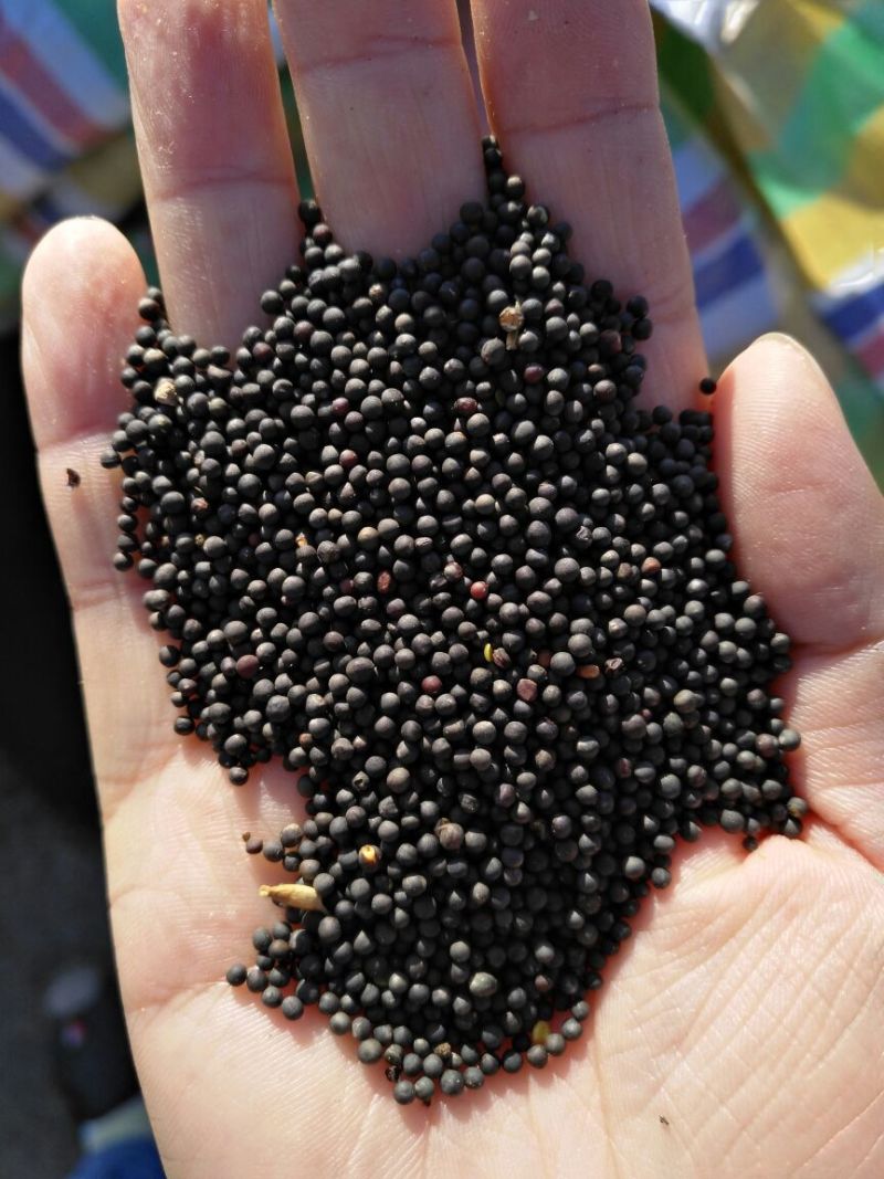 油菜籽1级
