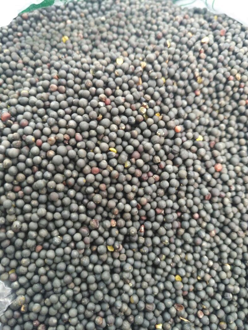 油菜籽1级