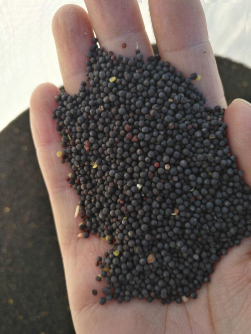油菜籽1级