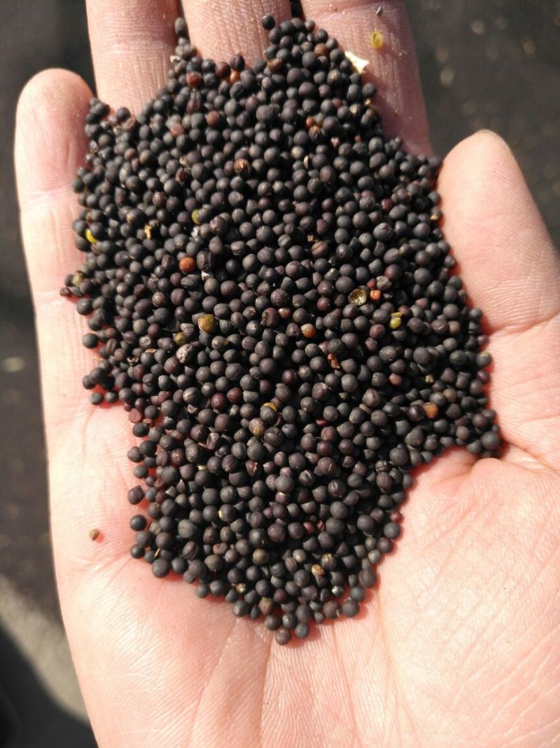 油菜籽1级