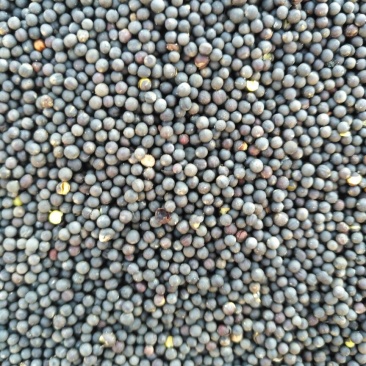 油菜籽1级
