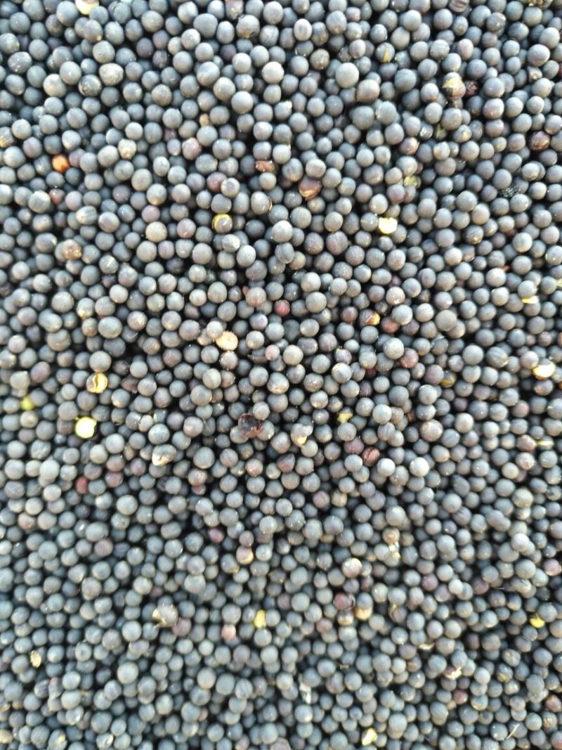 油菜籽1级