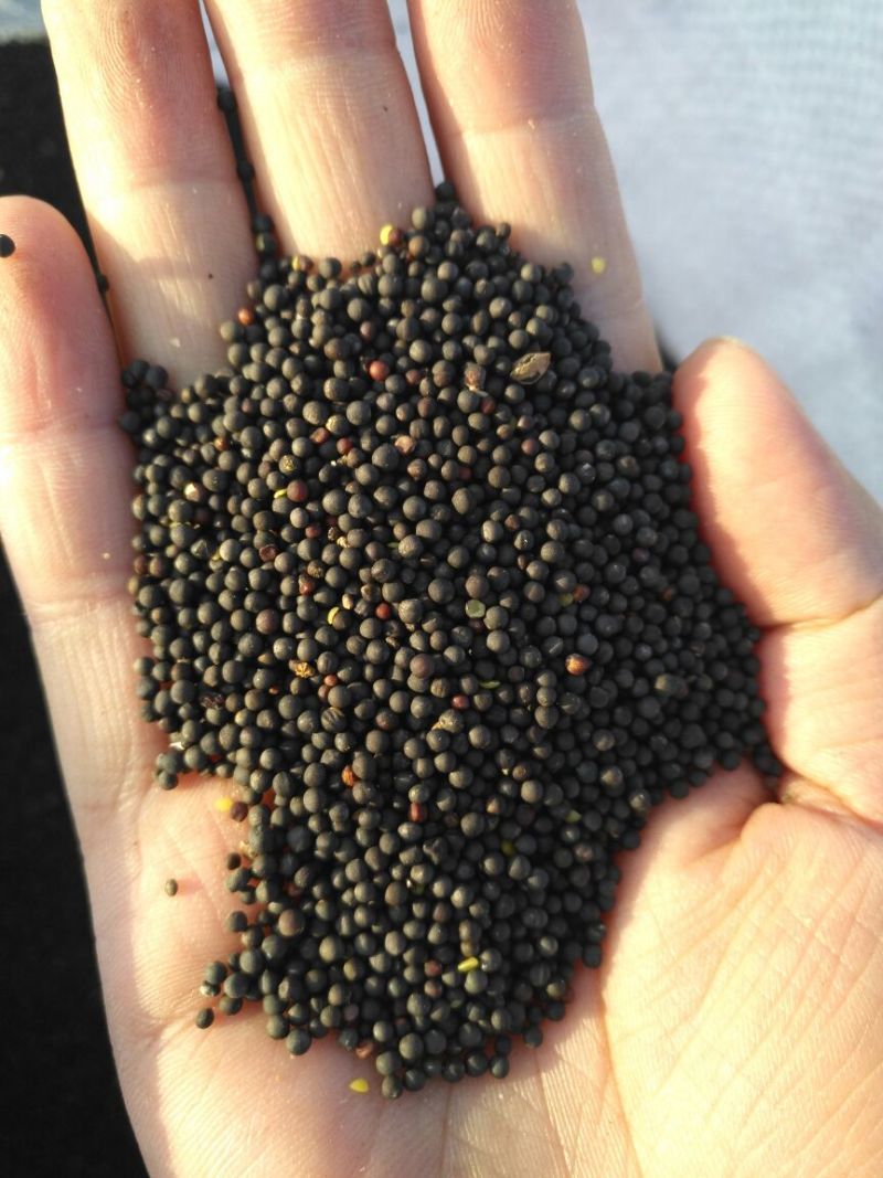 油菜籽1级
