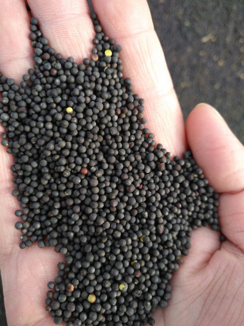油菜籽1级