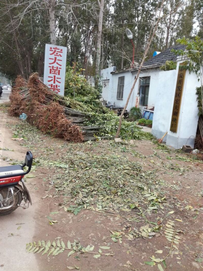 基地直销泰山红油香椿苗0.3～8公分一直三年苗规格齐