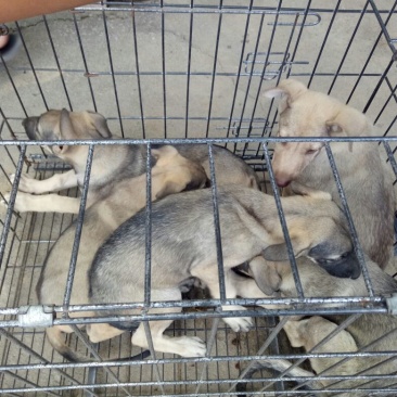 马犬狼青犬