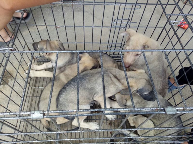 马犬狼青犬