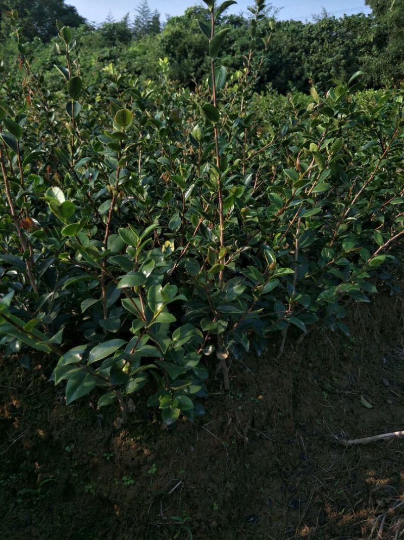 花梅2cm以下4cm以下0.5米以下