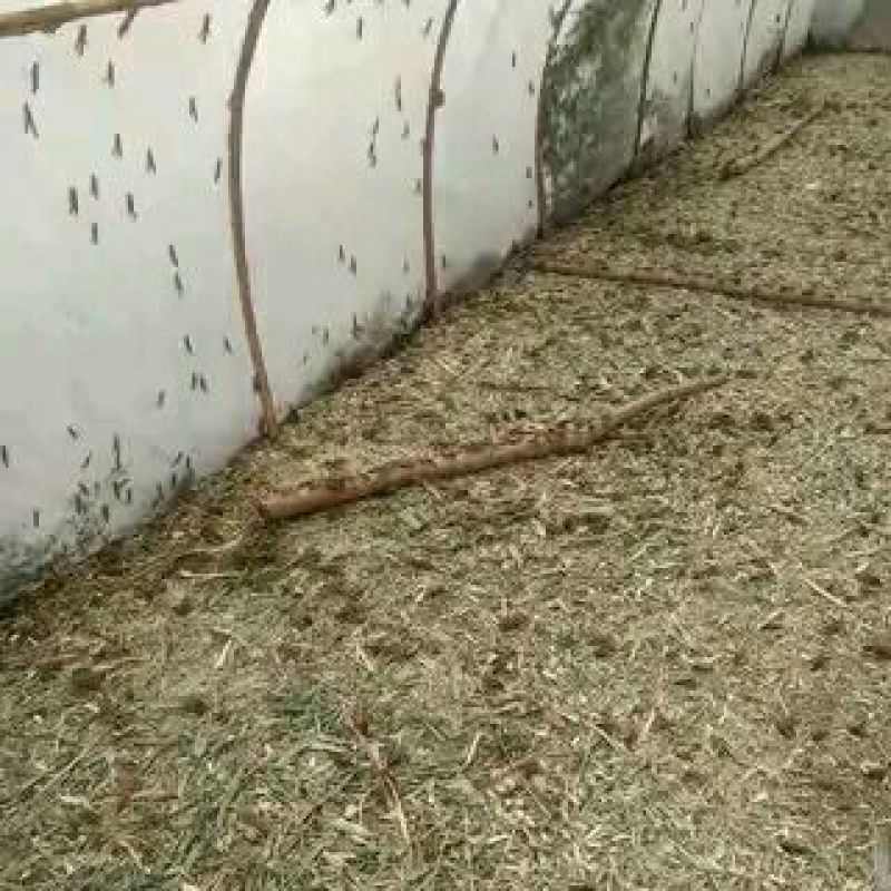 东亚飞蝗食用