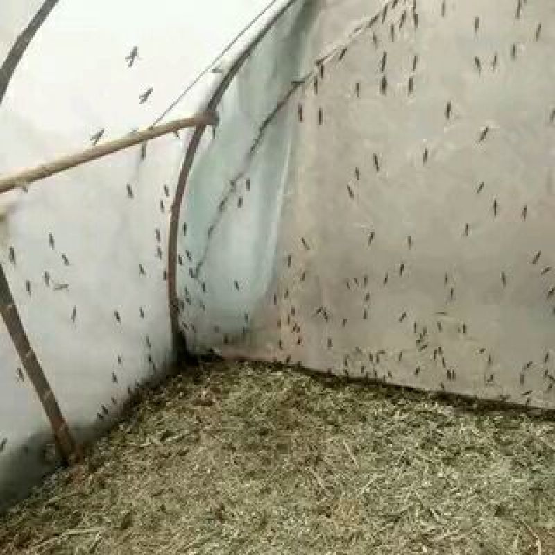 东亚飞蝗食用