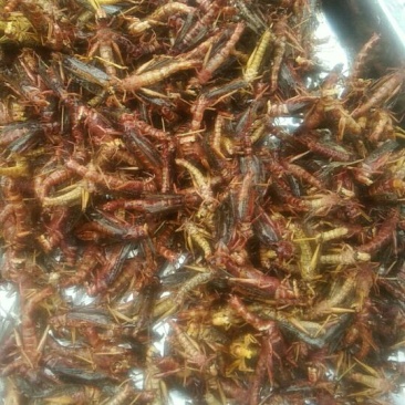 东亚飞蝗食用