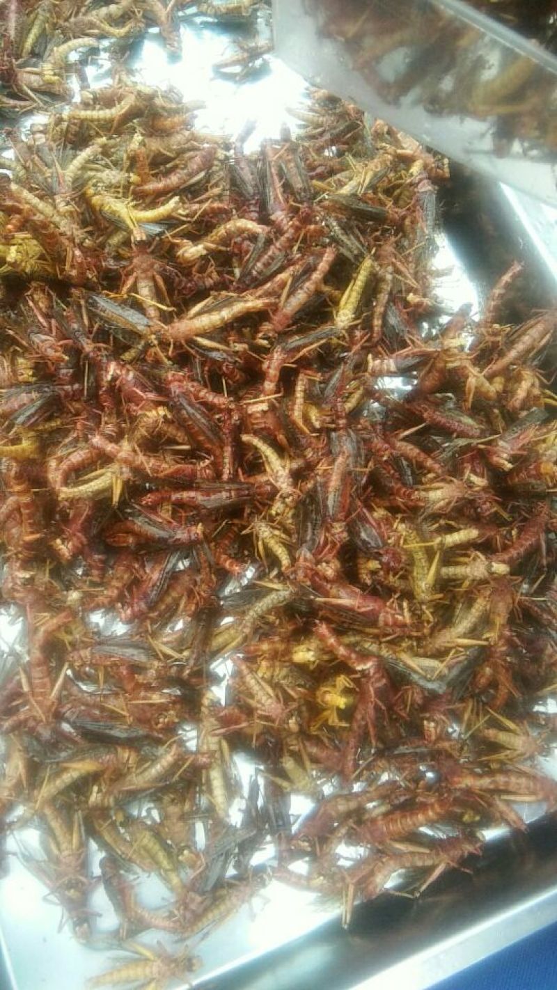 东亚飞蝗食用