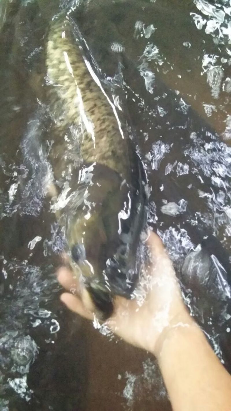 大小湖面大小水库高品质花鲢
