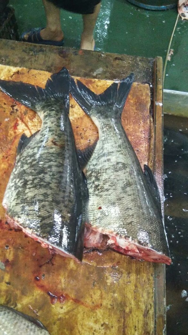 大小湖面大小水库高品质花鲢