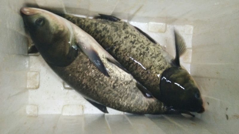 大小湖面大小水库高品质花鲢