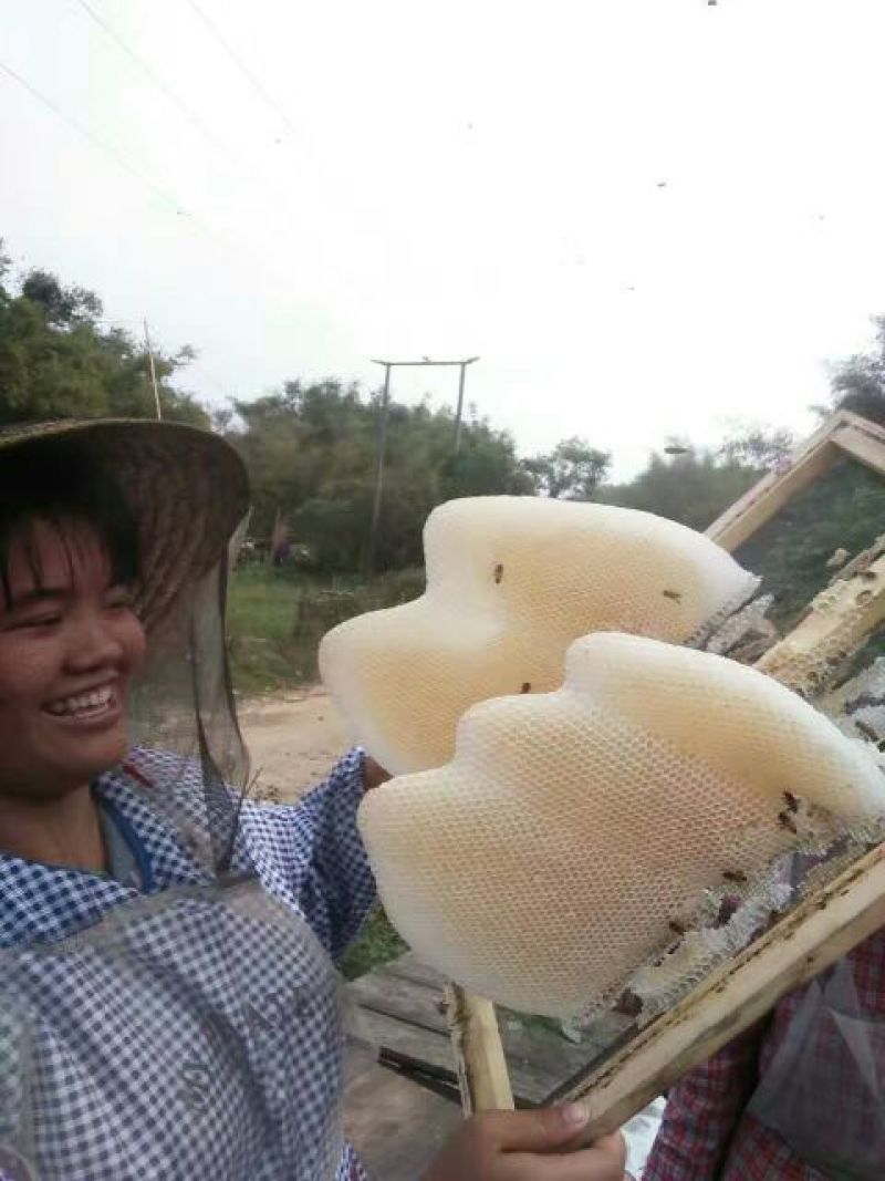 百花蜜百花蜜野花蜜桂蜜