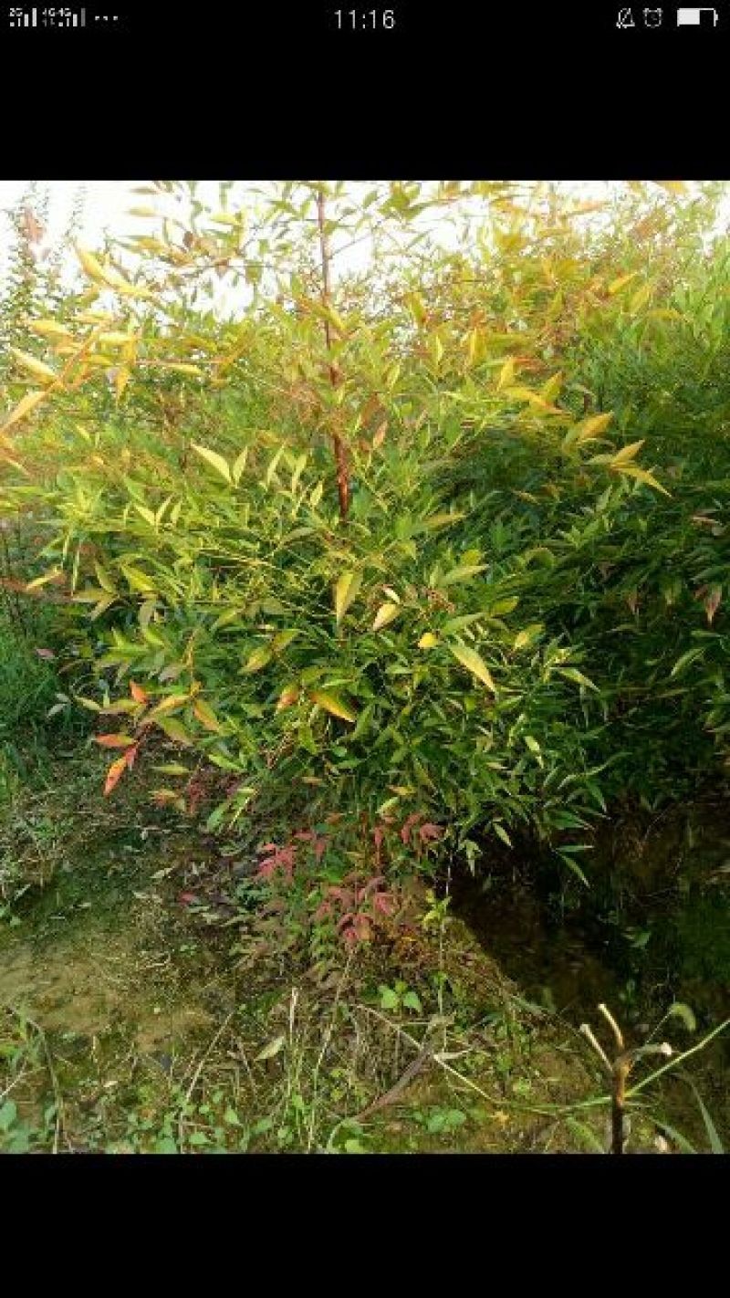 南天竹30~50cm