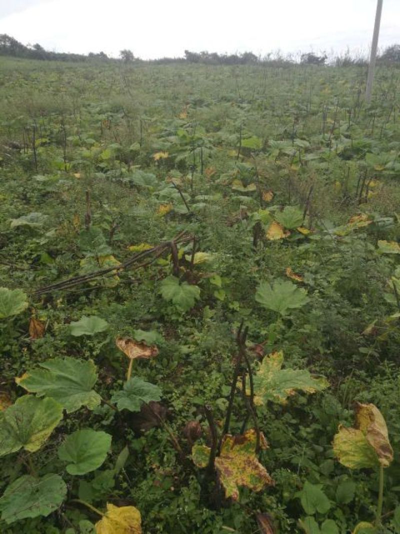 药用大黄产地直销，可视频看货，支持线上购买。
