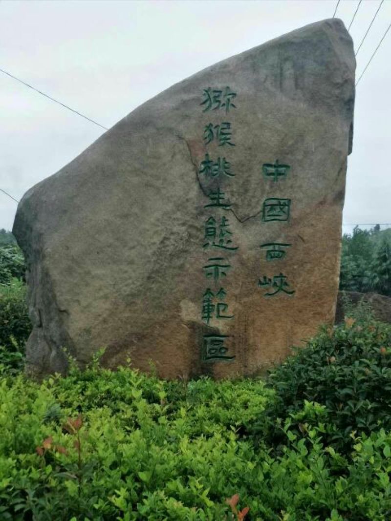 猕猴桃