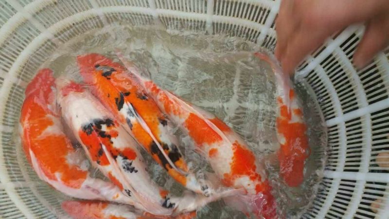 锦鲤鱼苗2~3公斤