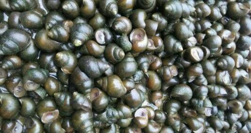 中华圆田螺食用鲜活