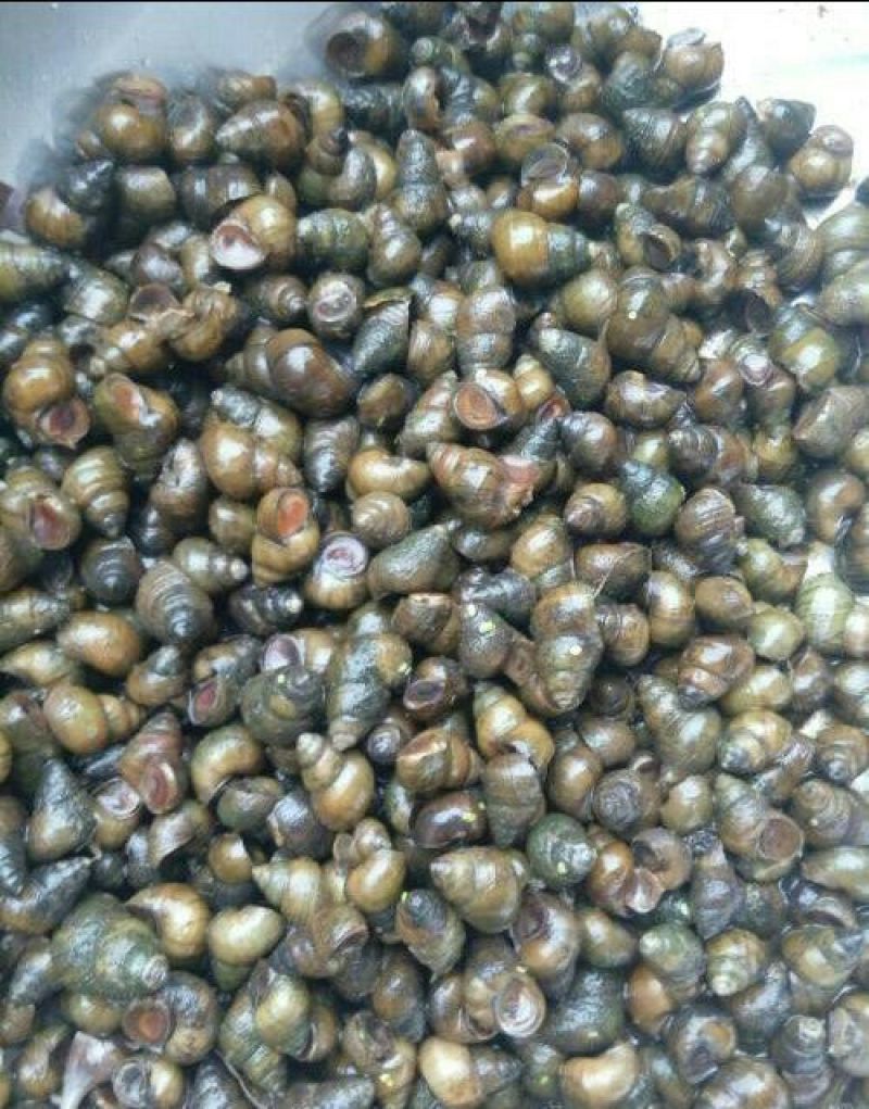 中华圆田螺食用鲜活