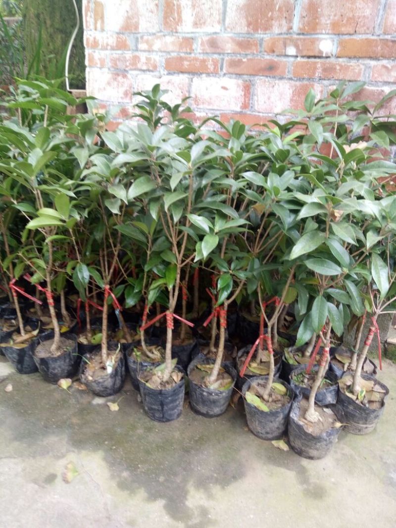桂花30~50cm