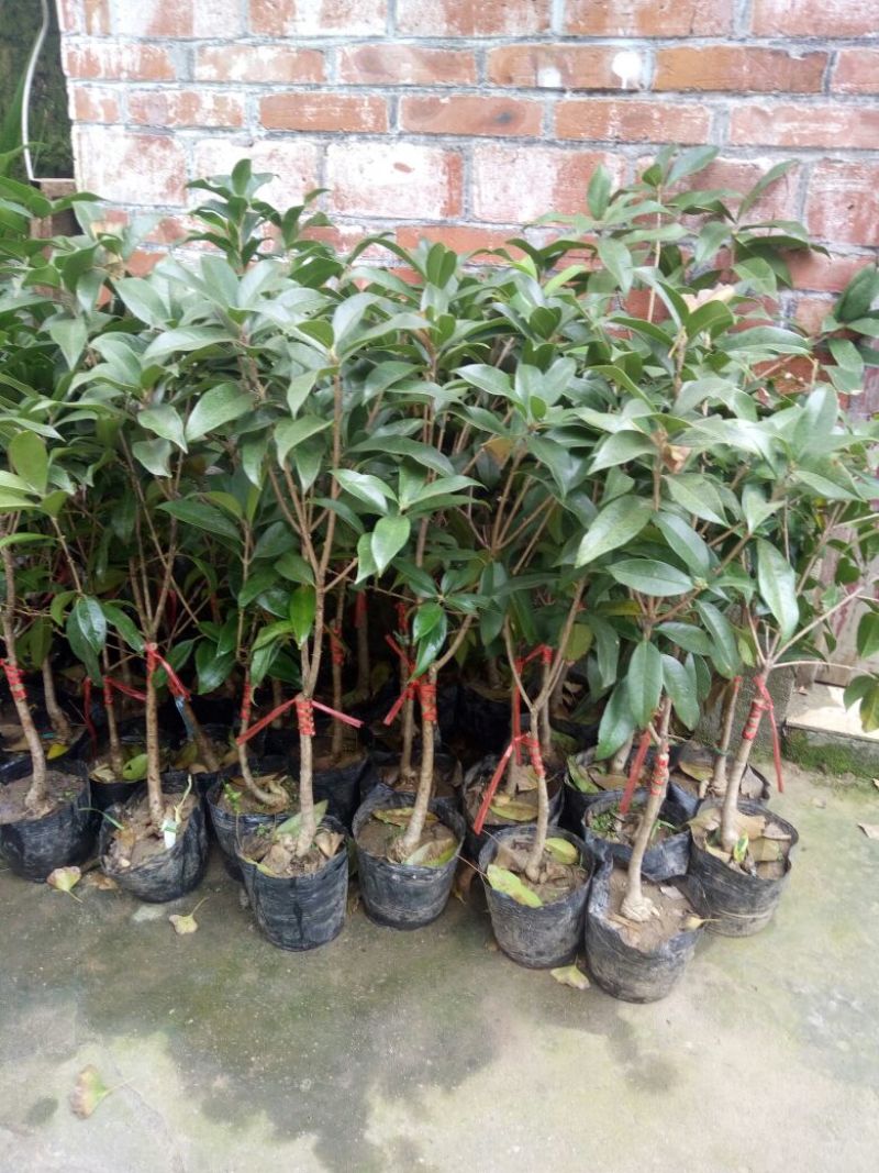 桂花30~50cm