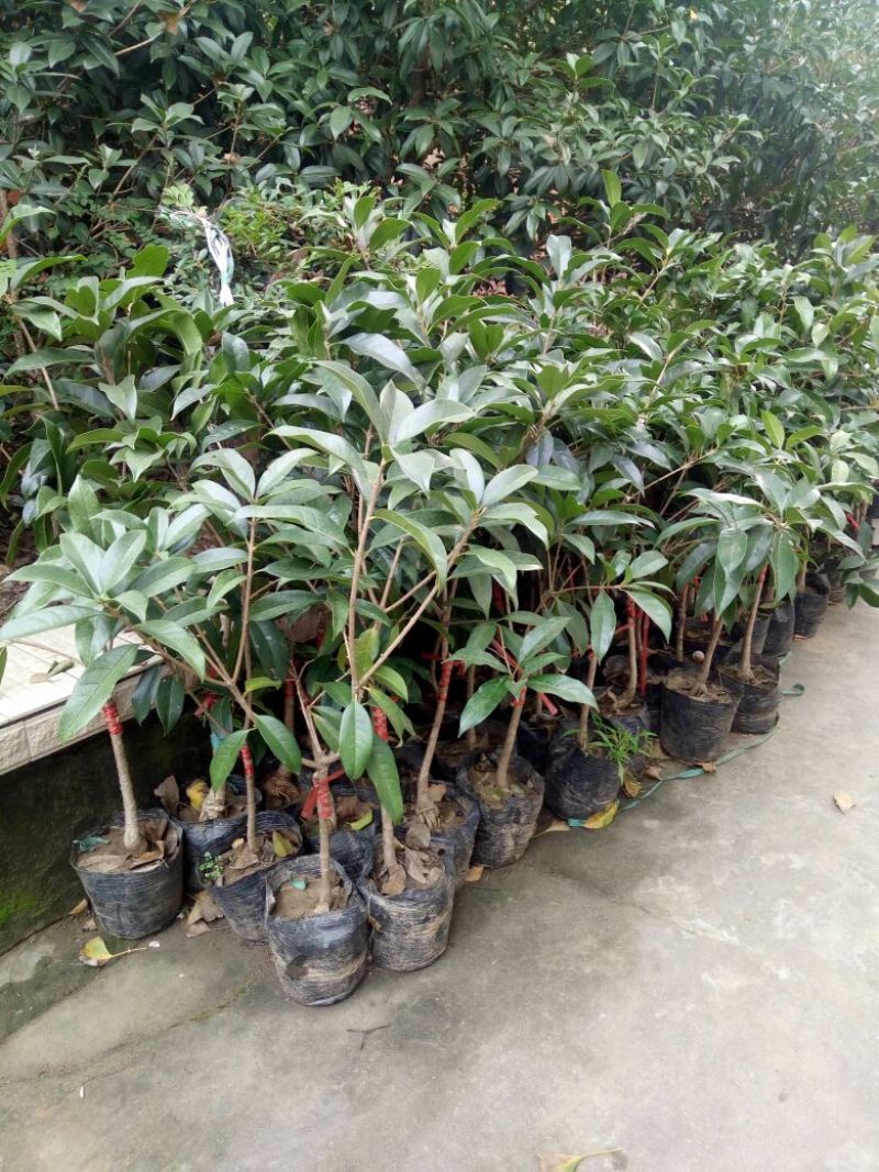 桂花30~50cm
